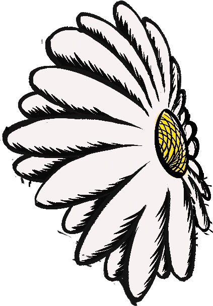 Botanical illustration of chamomile